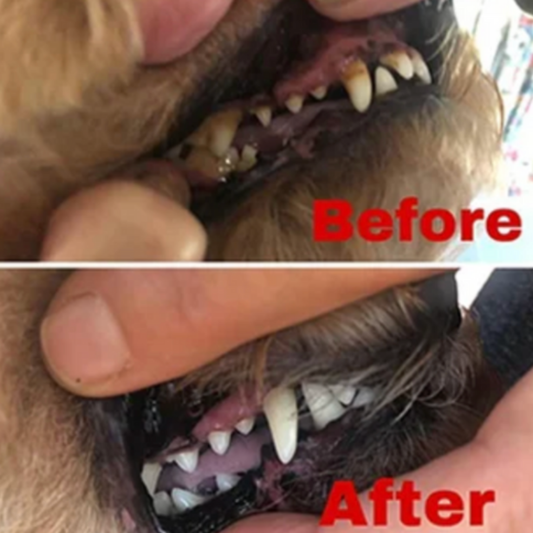 Dog teeth before and after PupSmile